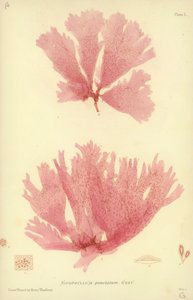 British Sea-Weed by English School